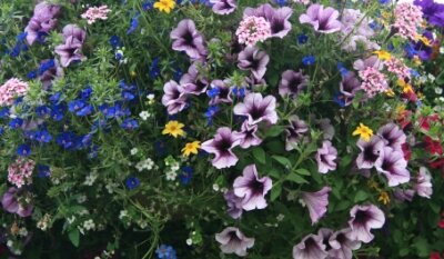 Friends of Hoylake and Meols in Bloom