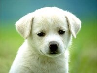 Wirral Dog Walking Services
